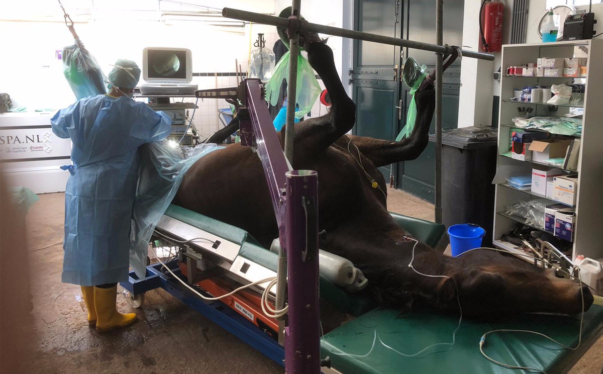 感謝荷蘭獸用專家對咱們產(chǎn)品的認可 感謝荷蘭獸用專家對咱們產(chǎn)品的認可