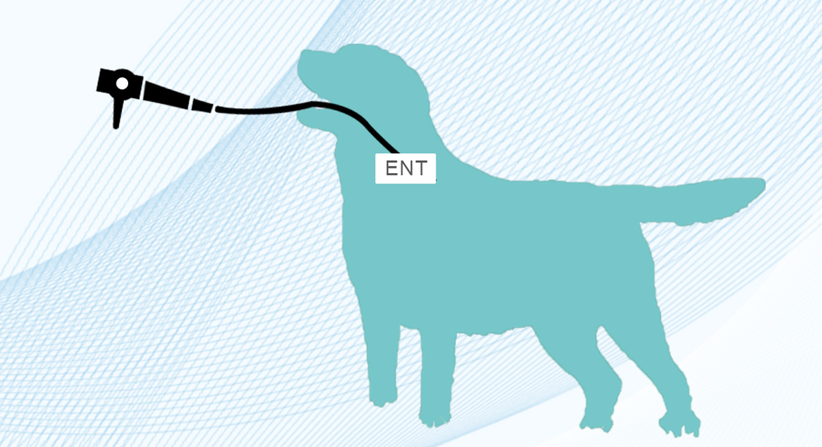 內窺鏡廠家分享寵物內窺鏡取異物 內窺鏡廠家分享寵物內窺鏡取異物